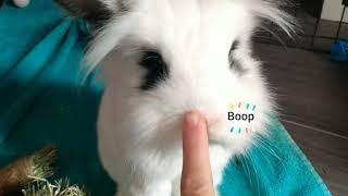 boop the bunny nose