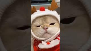 funny cat#cat#cats#catlover #catshorts #funnycats#youtubeshorts #funnyvideo #music#moneycat#my