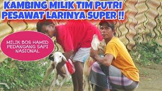 KERAPAN KAMBING PUTRI PESAWAT MILIK BOSS HAMIT LARINYA SUPER || PERSIAPAN LOMBA TANGGAL 21