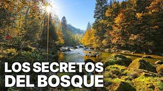 Los Secretos del Bosque | Español