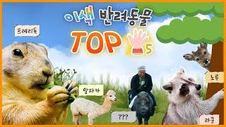 얘네가 반려동물..⁉ 이색 반려동물 TOP 5 [KBS대/세/남 With Animals] / KBS 방송