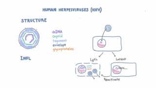 Introduction to Human Herpesviruses (HHV)