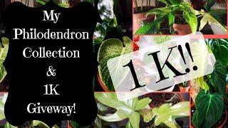 My Philodendron Collection & 1K Giveaway!!!!