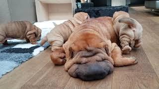 shar pei puppies are hungry but mommy is playing dead