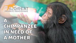 A Baby Chimpanzee in need of a Mother | Ape Action Africa