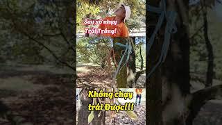 Trái trắng không chạy trái được sầu riêng #bmfe #saurieng #kythuatsaurieng #baominhfe