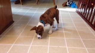 Adorable puppy playing with ice cube - Brindle Basenji