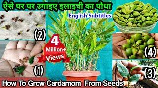 5000रु. किलो वाली इलाइची, बीज से घर पर उगाने का सीक्रेट तरीका : How to Grow Cardamom Plant From Seed