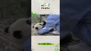 Am I doing well？#panda #熊猫 #shorts 【欢迎订阅MIGU Panda官方频道】