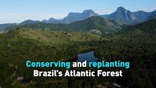 Conserving and replanting Brazil’s Atlantic Forest