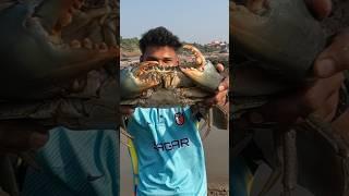 दगडाच्या खाणीत भेटला 1 kg चा मोठा खेकडा. gaint crabs catching. Mumbai Indian fishing #mudcrabs