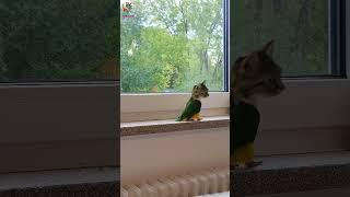 Parrot Cat - Papağan Kedisi - Funny Parrot - Komik Papağan