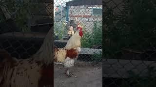 Петрович всем желает доброго утра
