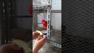 Belajar Menjinakkan Red Lory