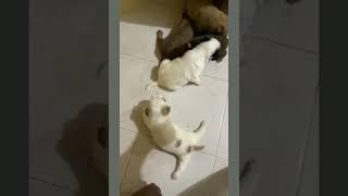 #Our cute puppies/Moscow Evlog