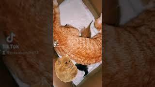 babycat kitten katzen lucky