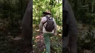 Chimp tracking, Kibale, Uganda