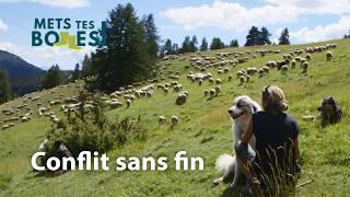Loups et bergers : une cohabitation impossible ?