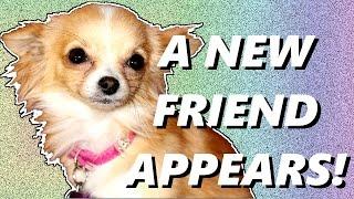 A NEW FRIEND APPEARS!?