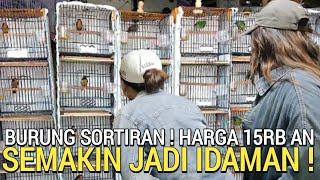 LOH KO MURAH ! BURUNG SORTIRAN MULAI 15RB AN PENUH LOLOHAN CENDET BUKAN DI PASAR BURUNG PRAMUKA