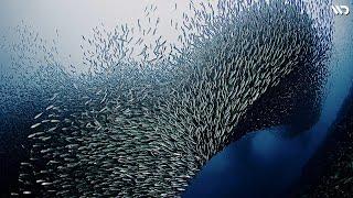 School Fish: Cara Cerdas Ikan Kecil Menghindari Pemangsa | Kehidupan dan Atraksi Ikan Sarden