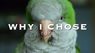 Why I Chose Toto | Flock Talks