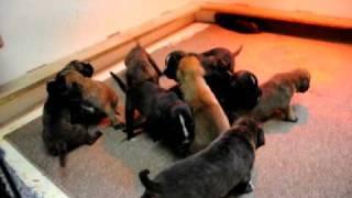 11 Working German Boxer pups at 2 1/2 weeks