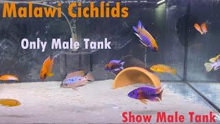 Only Male Tank | Malawi Cichlids