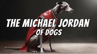 Whippet Facts: 10 "Quick Facts" You Never Knew