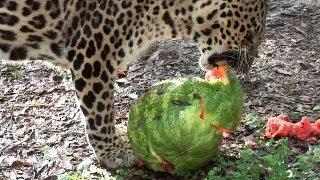 Big Cats Eat Watermelons!?