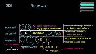 Что такое кожа? Строение эпидермиса (видео 2) | Анатомия человека | Биология