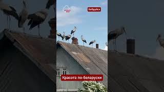 Такой красоты по-беларуски ни один ИИ не придумает! #беларусь #аисты #природа #деревня #бобруйск
