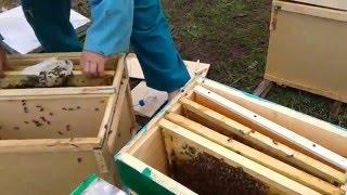 Как пересадить пчелопакеты