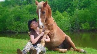 When horse did something that warmed many hearts  Funny Animal and Human