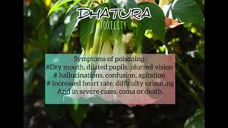 #Dhatura #Poisoning #forensicscience #facts #forensicscienceugcnet #forensictoxicology #amazingfacts