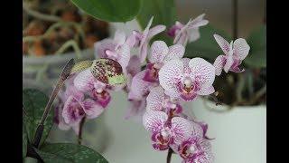 Review of my orchids collection