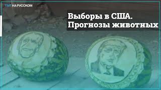 Обитатели красноярского зоопарка «предсказали» исход президентских выборов в США