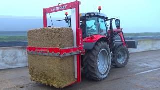 Feeding cattle