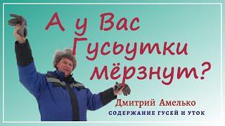 Содержание и разведение гусей и уток зимой в теплице.Ценные советы.