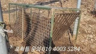 보급형 멧돼지 포획틀에 또한마리 추가(문의 010 4003 5284)