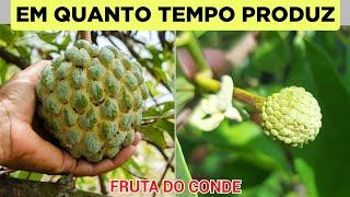 QUANTO TEMPO FRUTA DO CONDE FEITA APARTIR DE SEMENTE DEMORA PARA PRODUZIR?