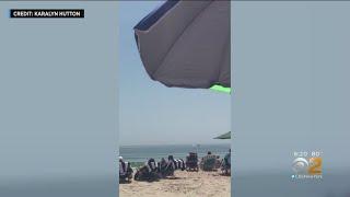 Whales Put On Show For Beachgoers In The Hamptons