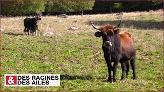 Les aurochs sont de retour en Margeride