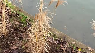 Round Pond Tour