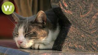 Cat visits his owner’s grave every day and brings him gifts