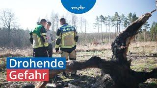 Kommunen rüsten sich für Waldbrandsaison | MDR um 4 | MDR