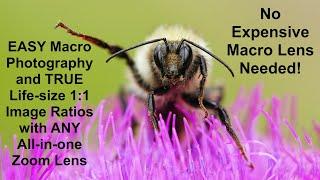 Use An All-In-One Zoom Lens for TRUE Macro Photography & REAL 1:1 LIFESIZE Image Ratios. Canon 500D!