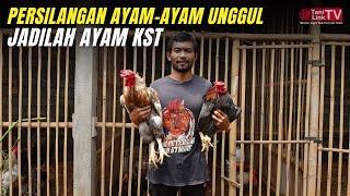 Ternak Ayam KST. Unggul Dalam Telur dan Produksi Daging.