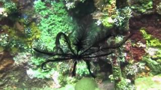 Diving in Indonesia, liberty wreck, Gilli T, Pulau Moyo