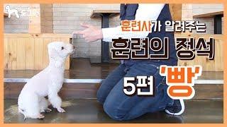 [도그원 Pet TV] 강아지 훈련의 정석 5편 빵 훈련 / 훈련사가 알려주는 / 애견훈련 / Dog Training